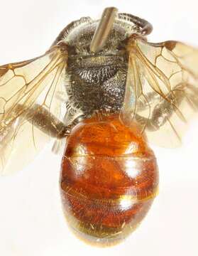 Sphecodes geoffrellus (Kirby 1802) resmi