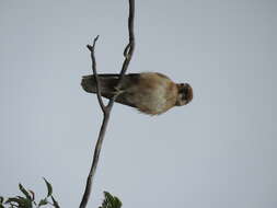 Image of Brown Falcon