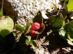 Gaultheria humifusa (R. Grah.) Rydb. resmi