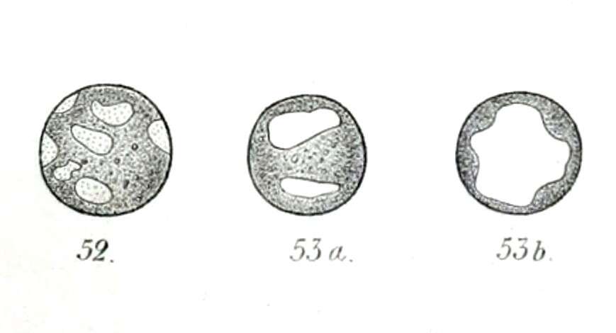 Image de Chlorella M. Beijerinck 1890