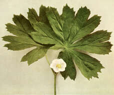 Image of mayapple