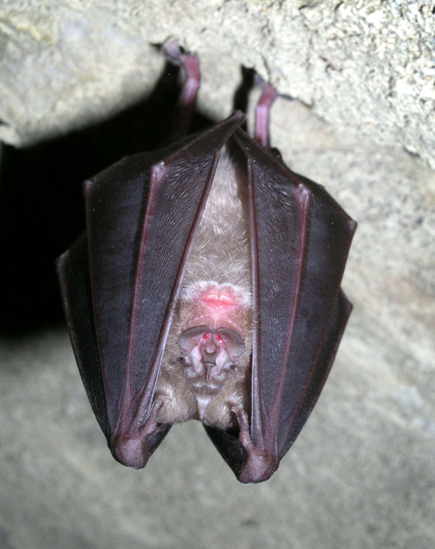 Image of Greater Horseshoe Bat