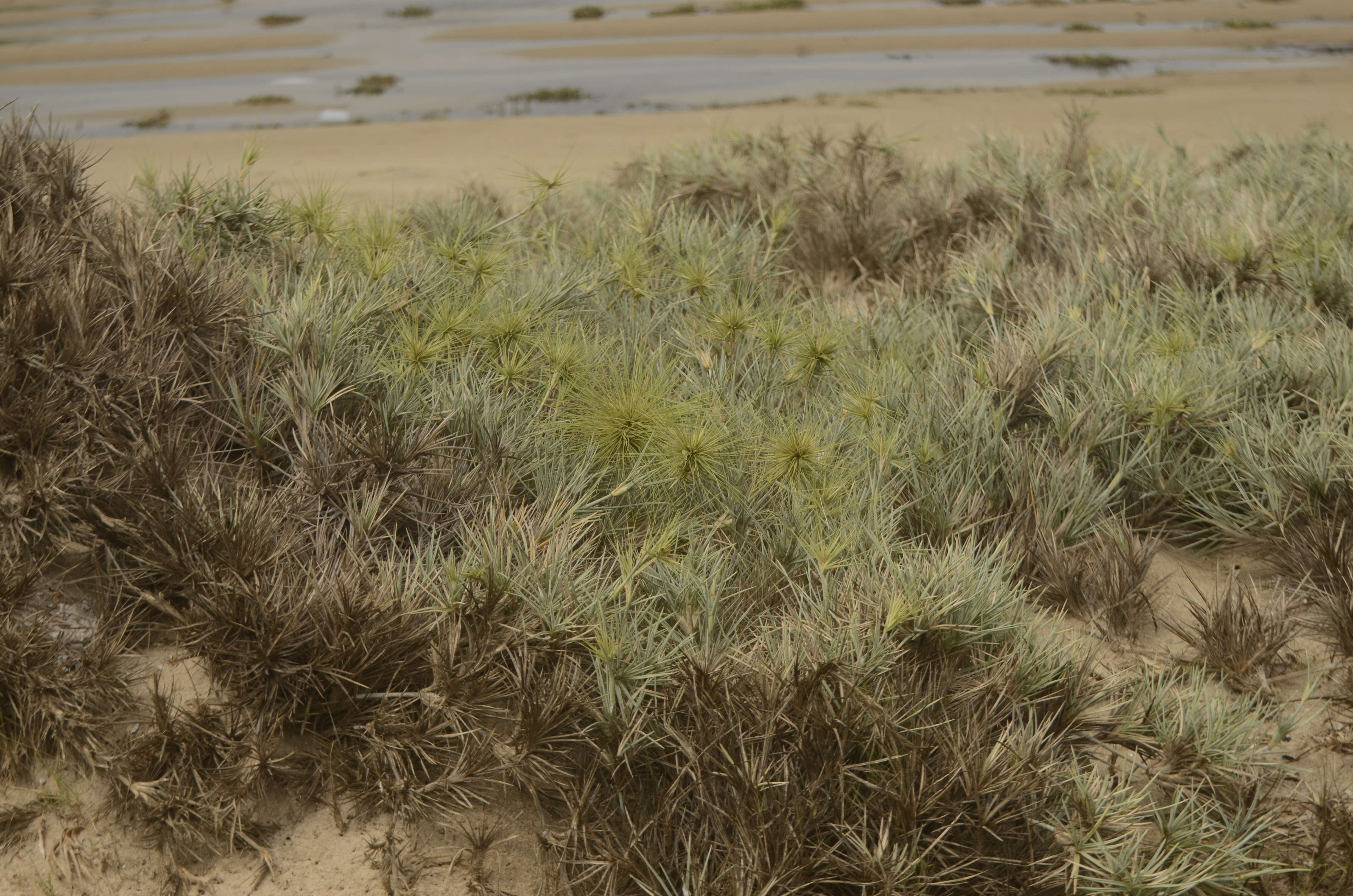 Image of Spinifex littoreus (Burm. fil.) Merr.