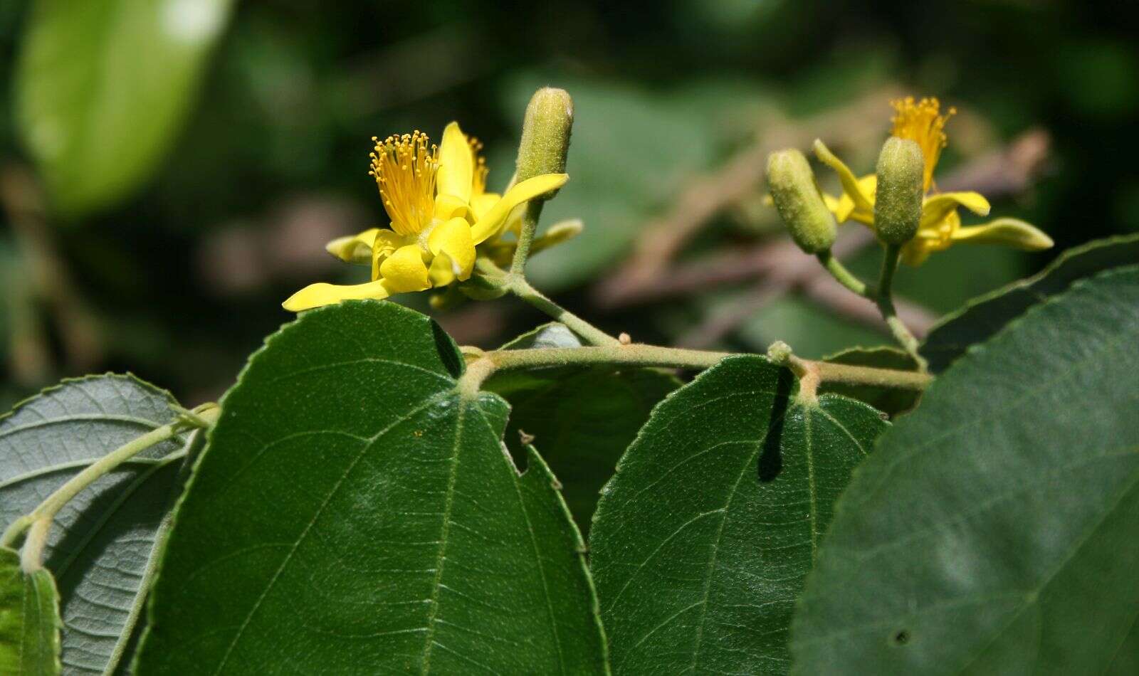 Image de Grewia hexamita Burret