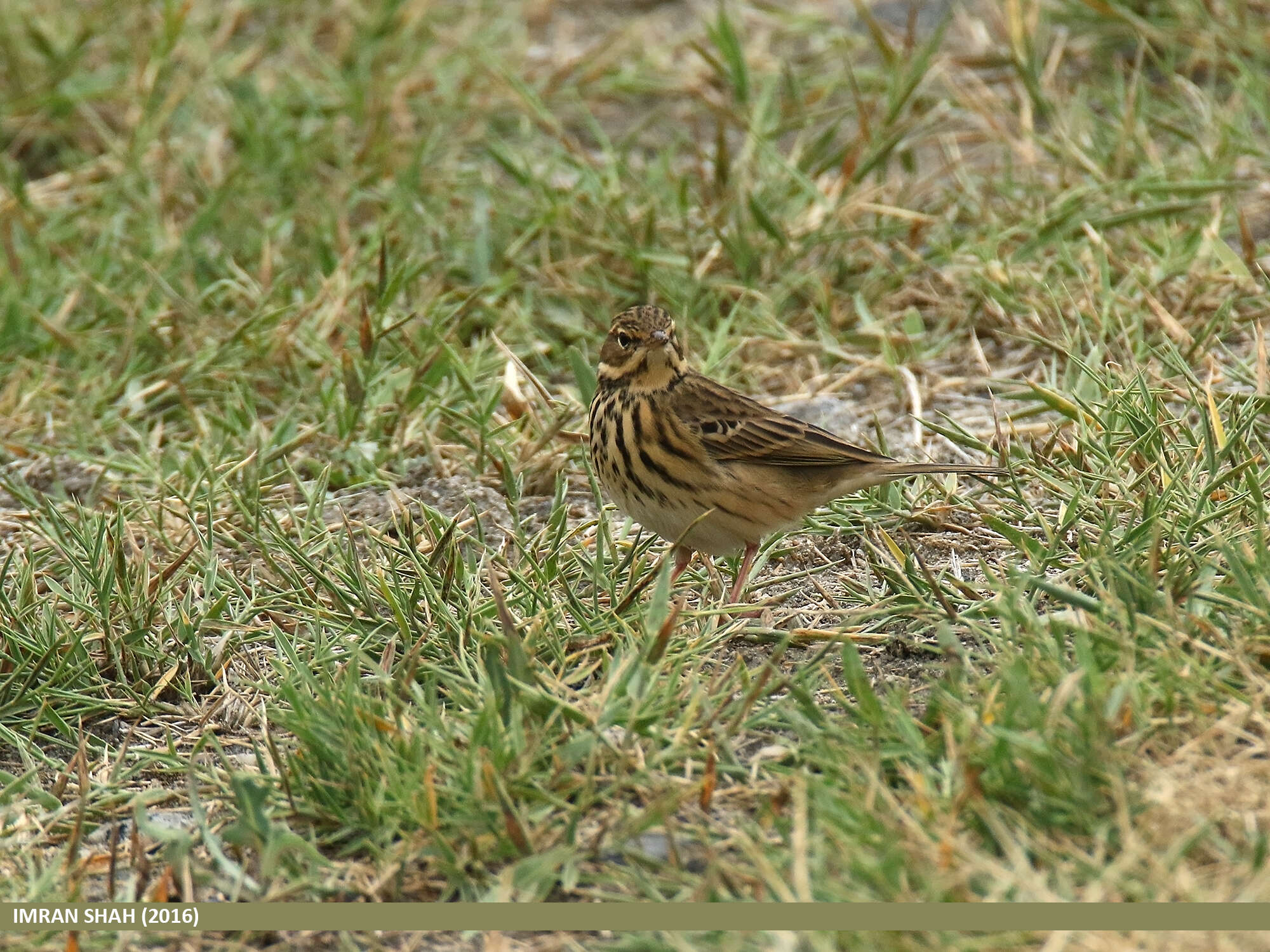 Image of Tree Pipit