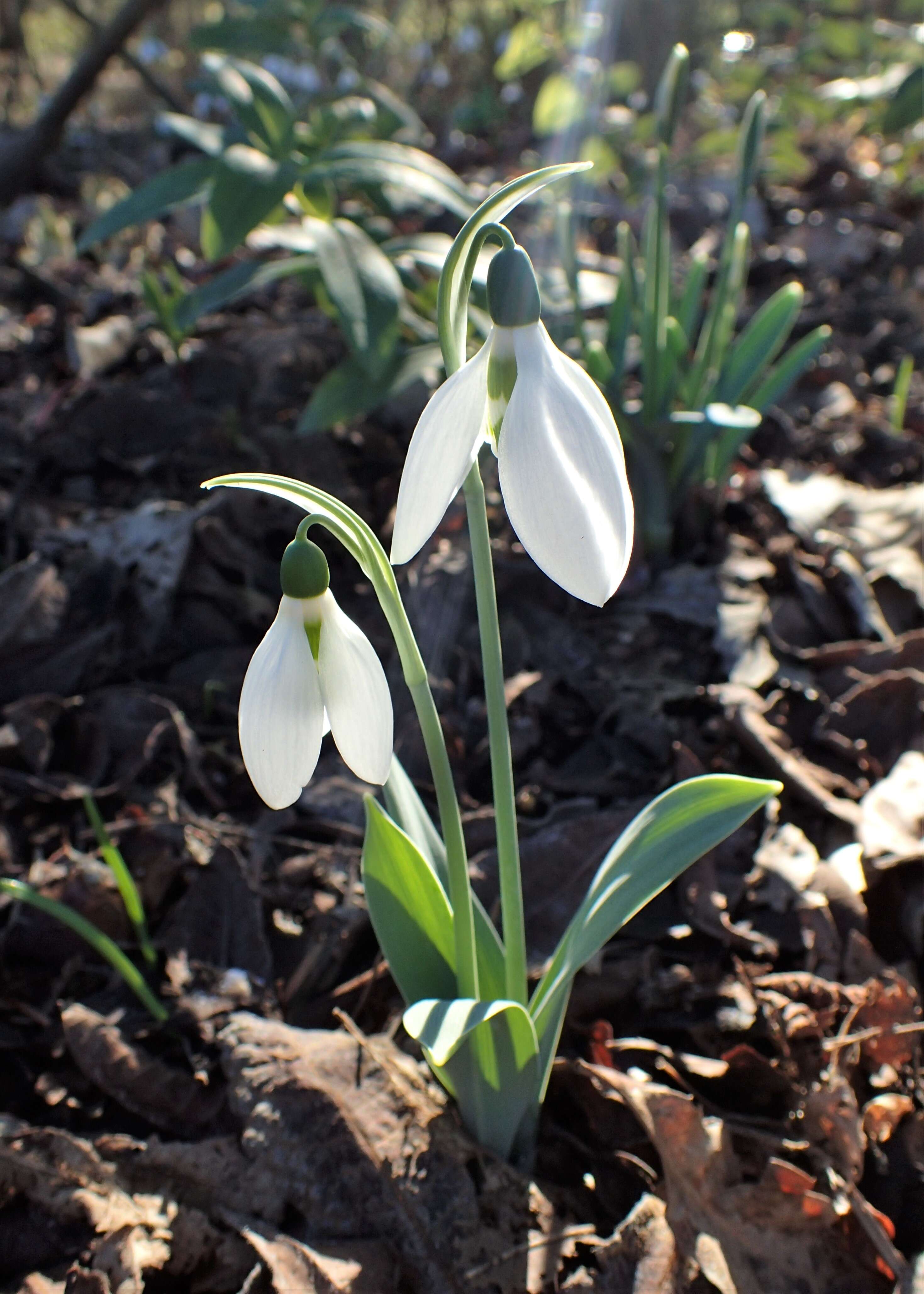 Image of giant snowdrop