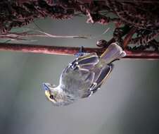 Image of Golden-faced Tyrannulet