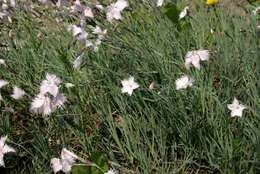 Imagem de Dianthus anatolicus Boiss.