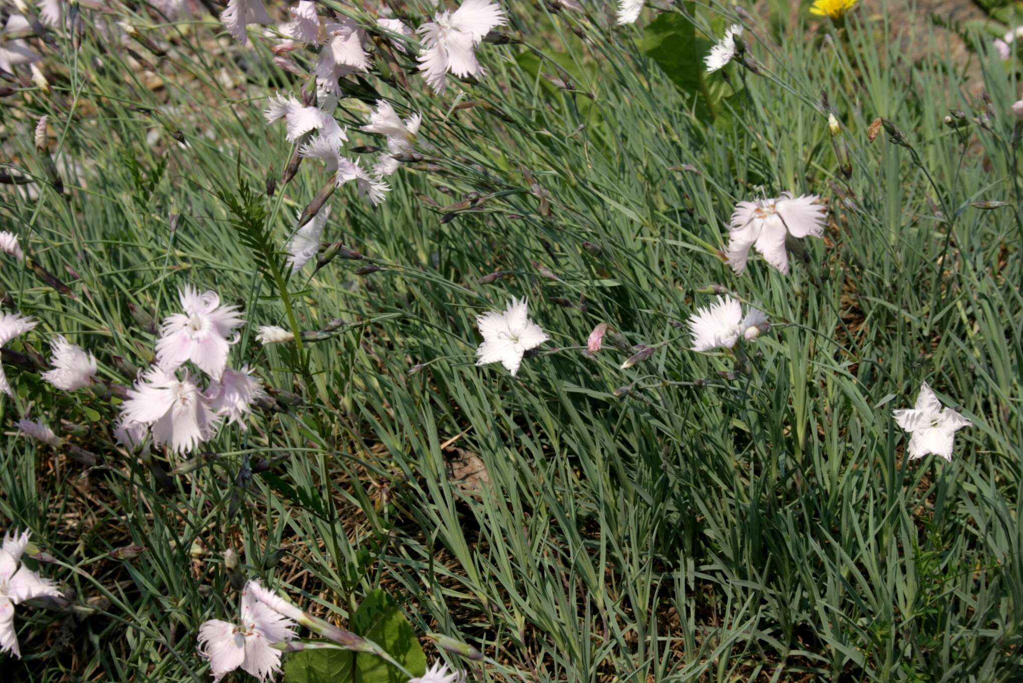 Image of Dianthus anatolicus Boiss.