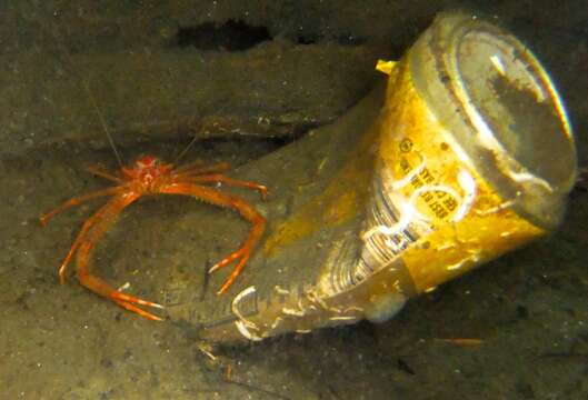 Image of rugose squat lobster