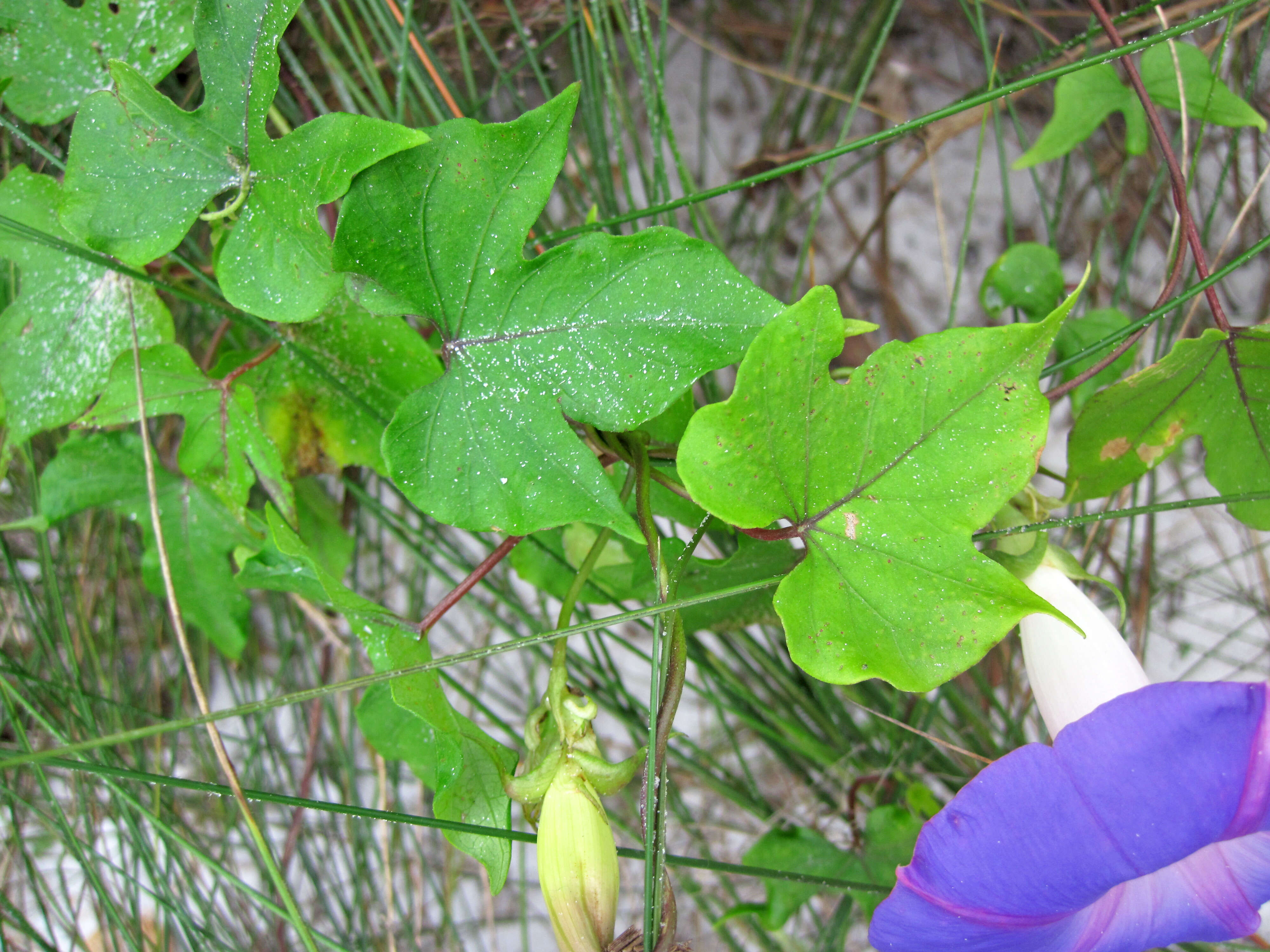 Image of Ivyleaf morning-glory