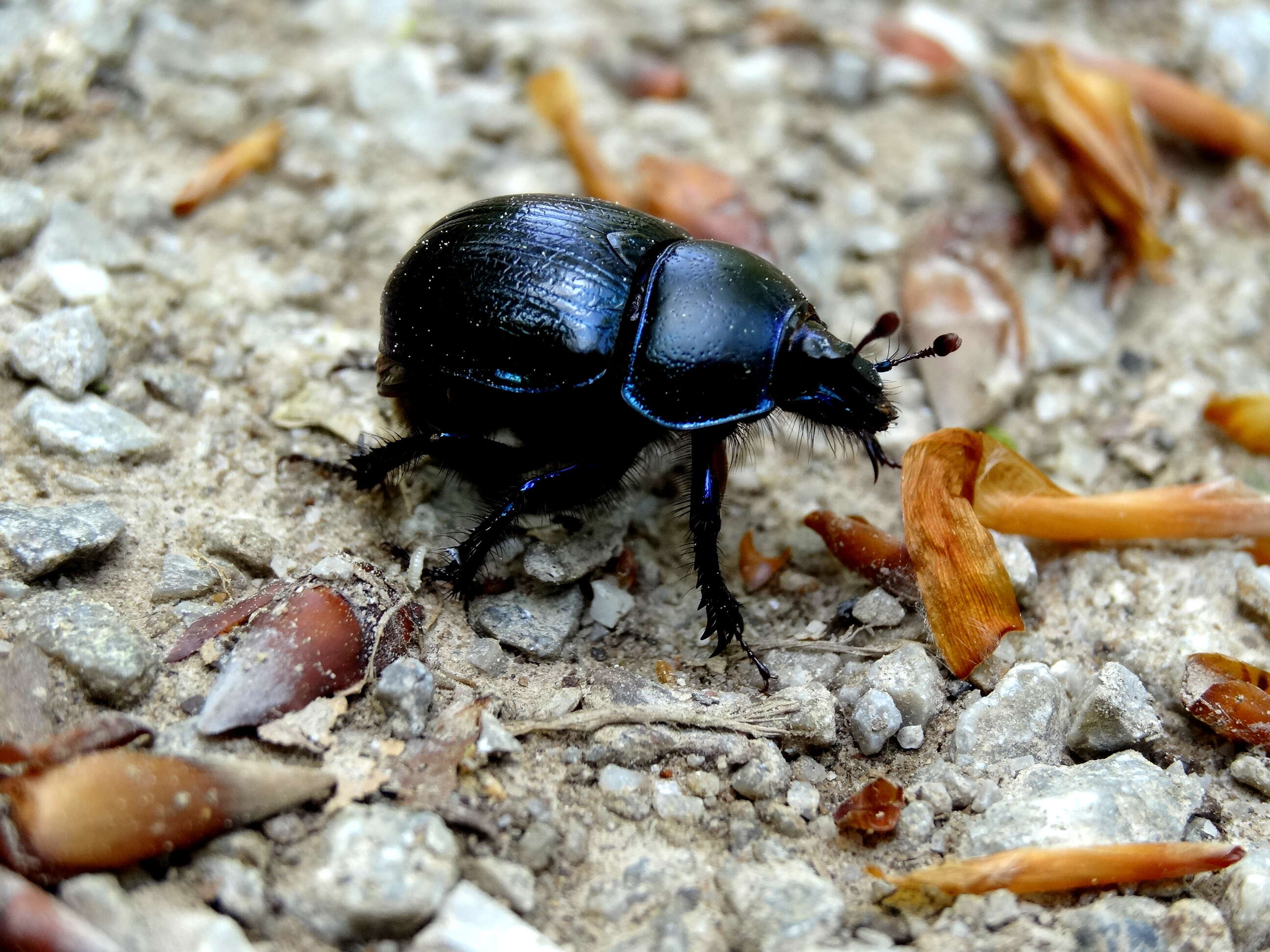 Слика од Anoplotrupes