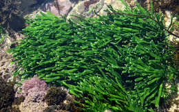 Image of Caulerpa filiformis