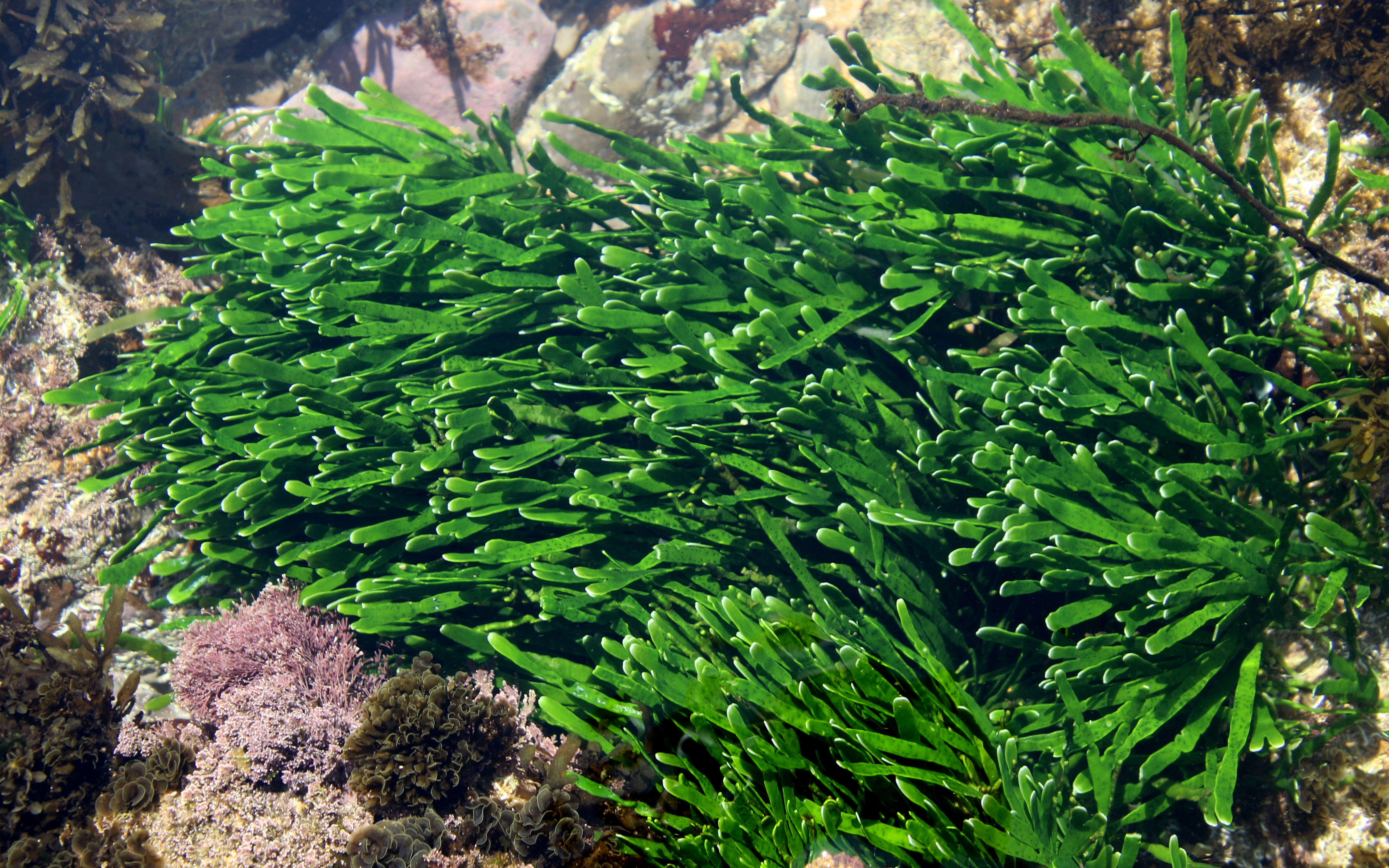 Image of Caulerpa filiformis