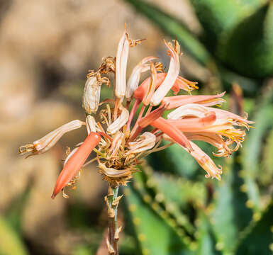 Image of Aloe perfoliata L.