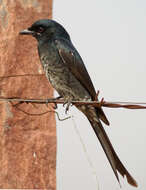 Image of Black Drongo