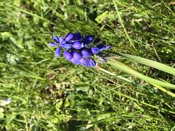 Image of Armenian grape hyacinth