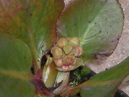 Image of Bergenia purpurascens (Hook. fil. & Thoms.) Engl.