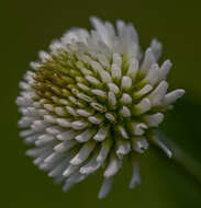 Trifolium montanum L.的圖片