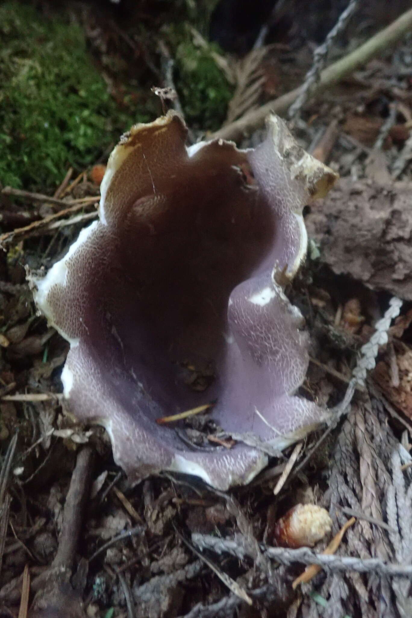 Imagem de Sarcosphaera coronaria (Jacq.) J. Schröt. 1893