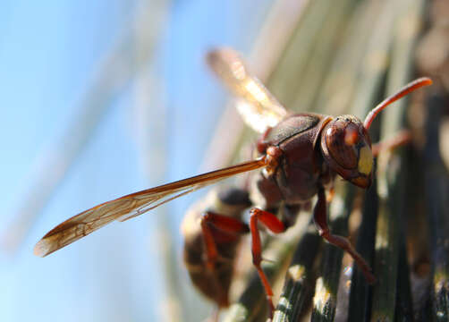 Image of Polistes humilis (Fabricius 1781)