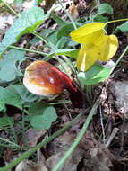 Image of lingzhi mushroom