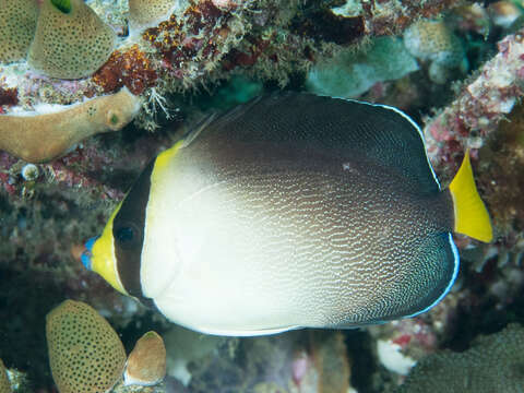 Image of Red Sea Butterflyfish