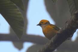 Image of Silver-throated Tanager