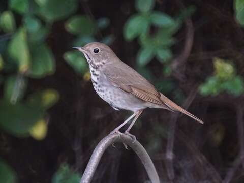 Image of Hermit Thrush