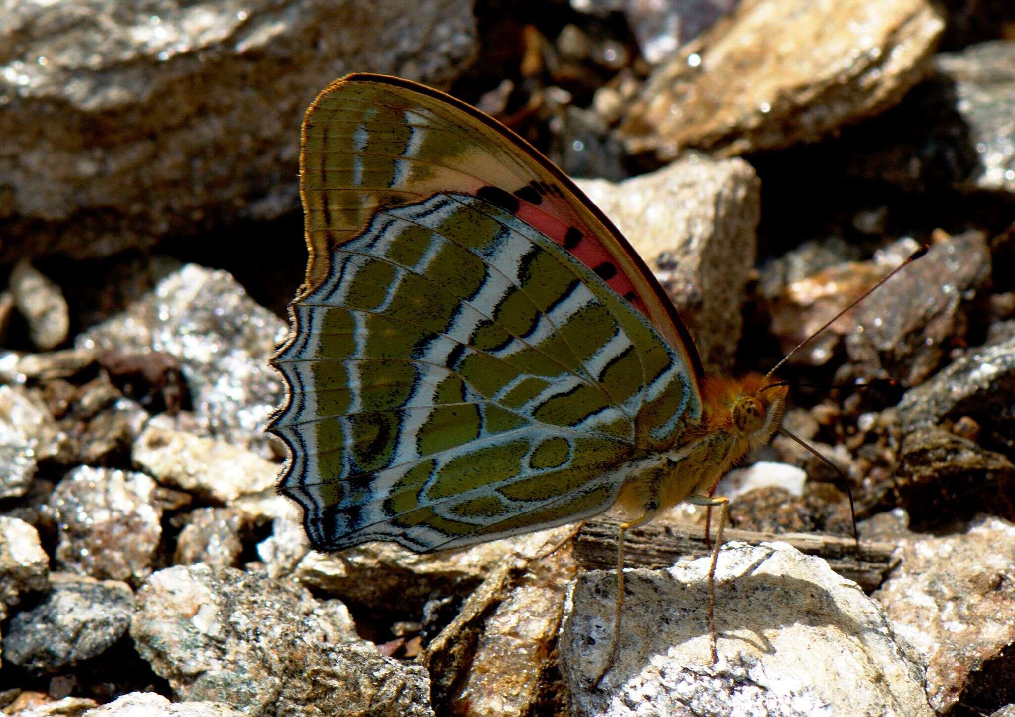 Image of Argynnis childreni