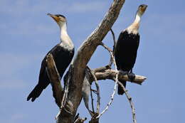 Image of White-breasted Cormorant