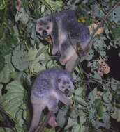 Image of Talaud Bear Cuscus