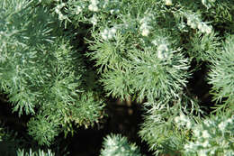 Image of Artemisia schmidtiana Maxim.