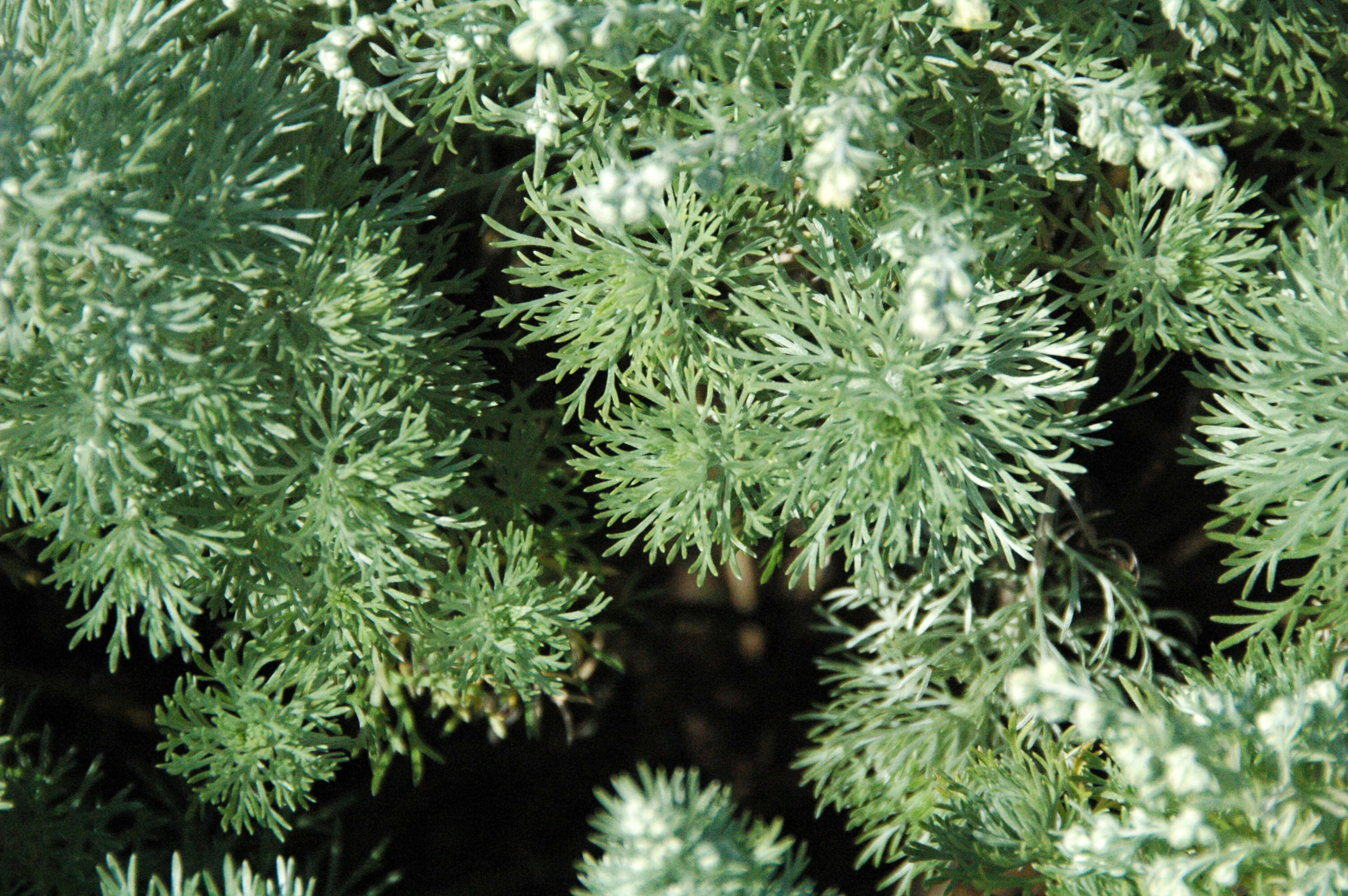 Image of Artemisia schmidtiana Maxim.