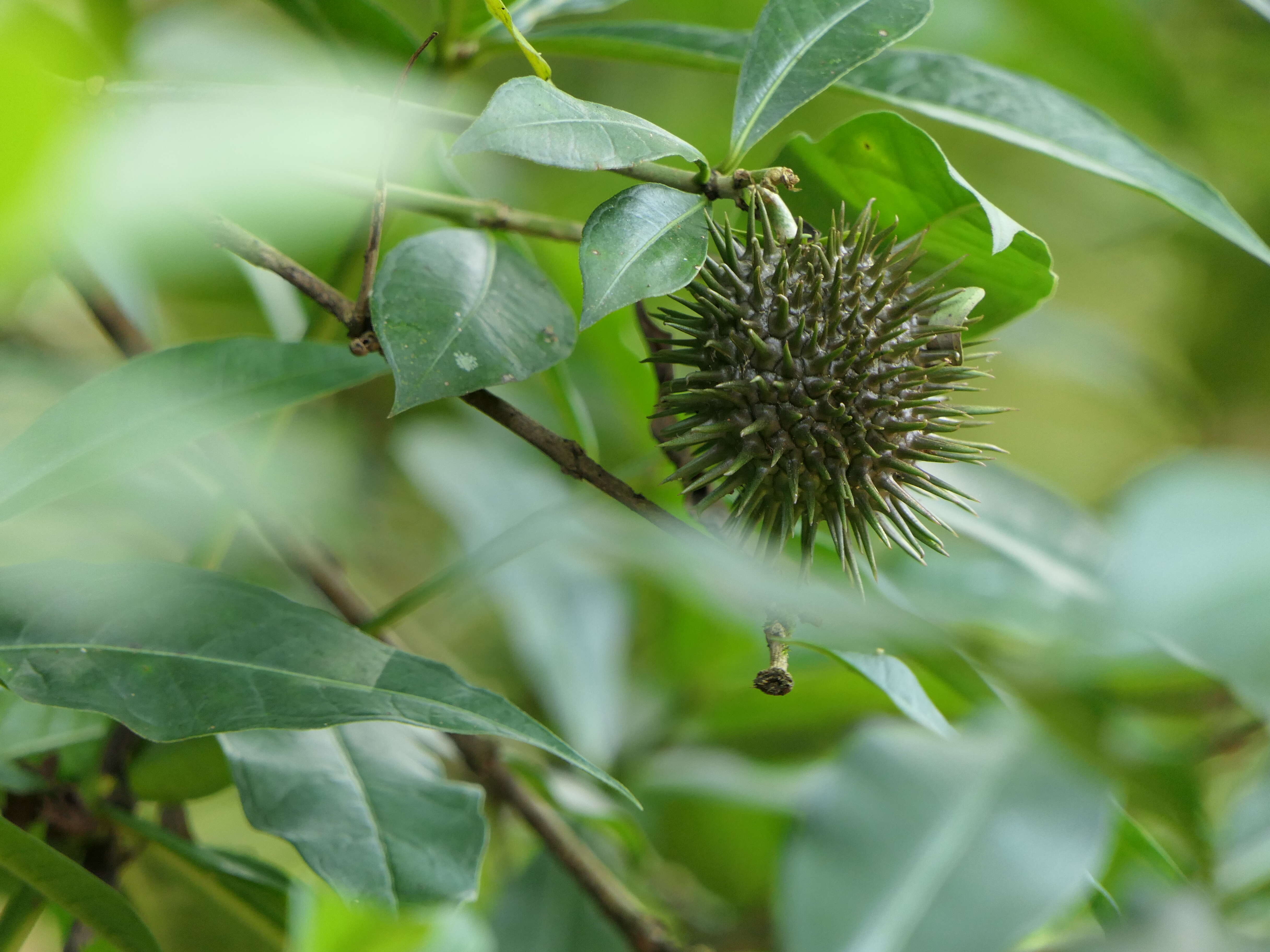 Image of golden trumpet