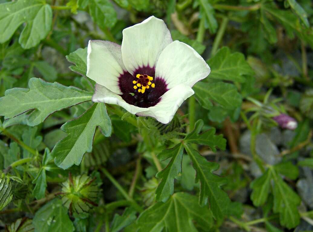 Image of flower of an hour