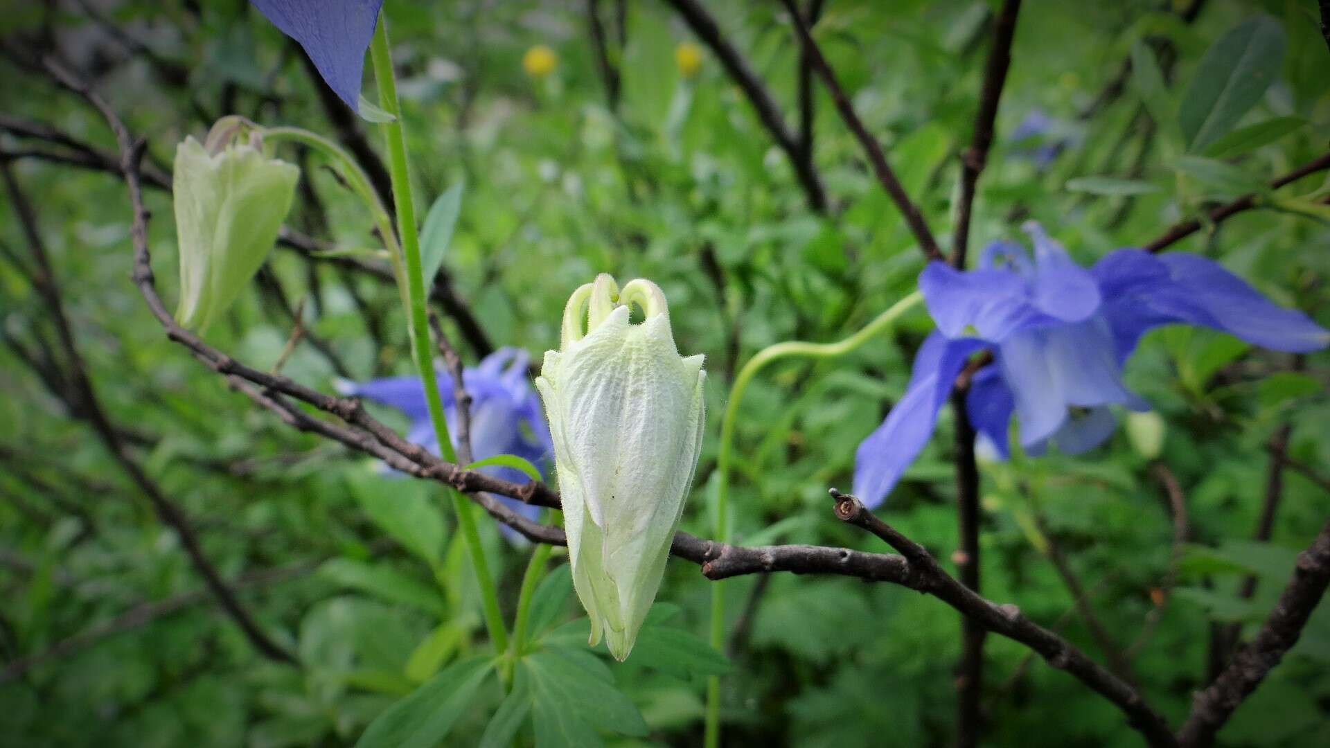 Image of Alpine Columbine