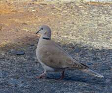 Image of Collared Dove