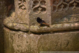 Image of Black Redstart