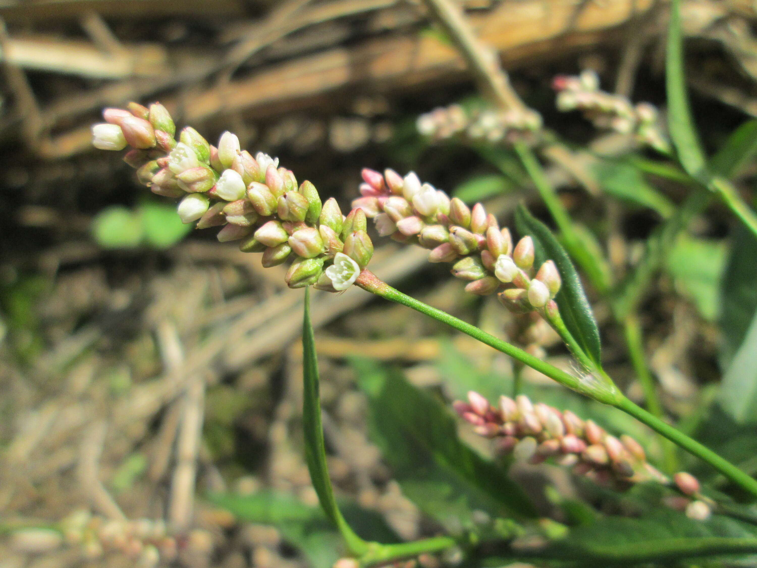 Image of Dock-Leaf Smartweed