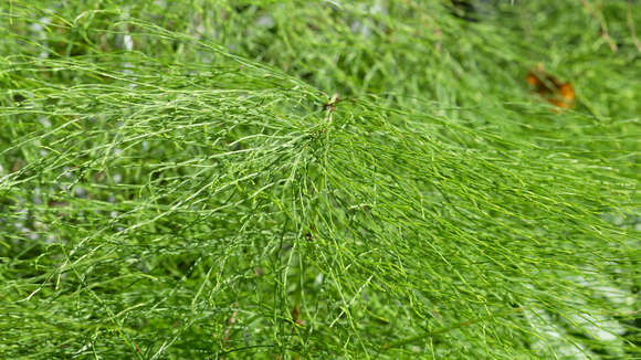 Image of Wood Horsetail