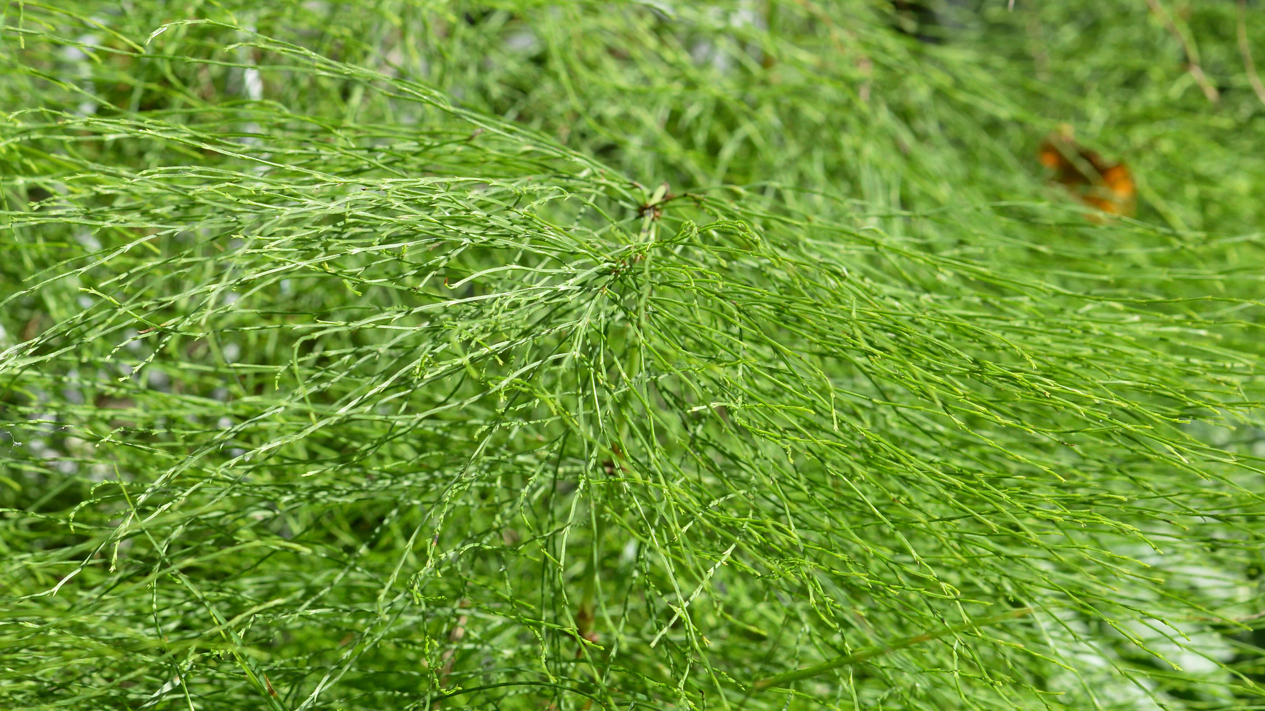 Imagem de Equisetum sylvaticum L.