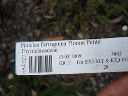 Image of Pimelea ferruginea Labill.