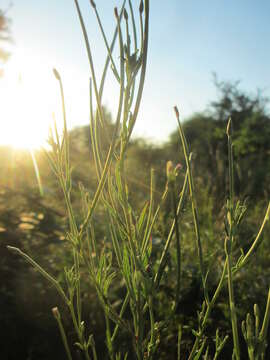 Image of american willowherb