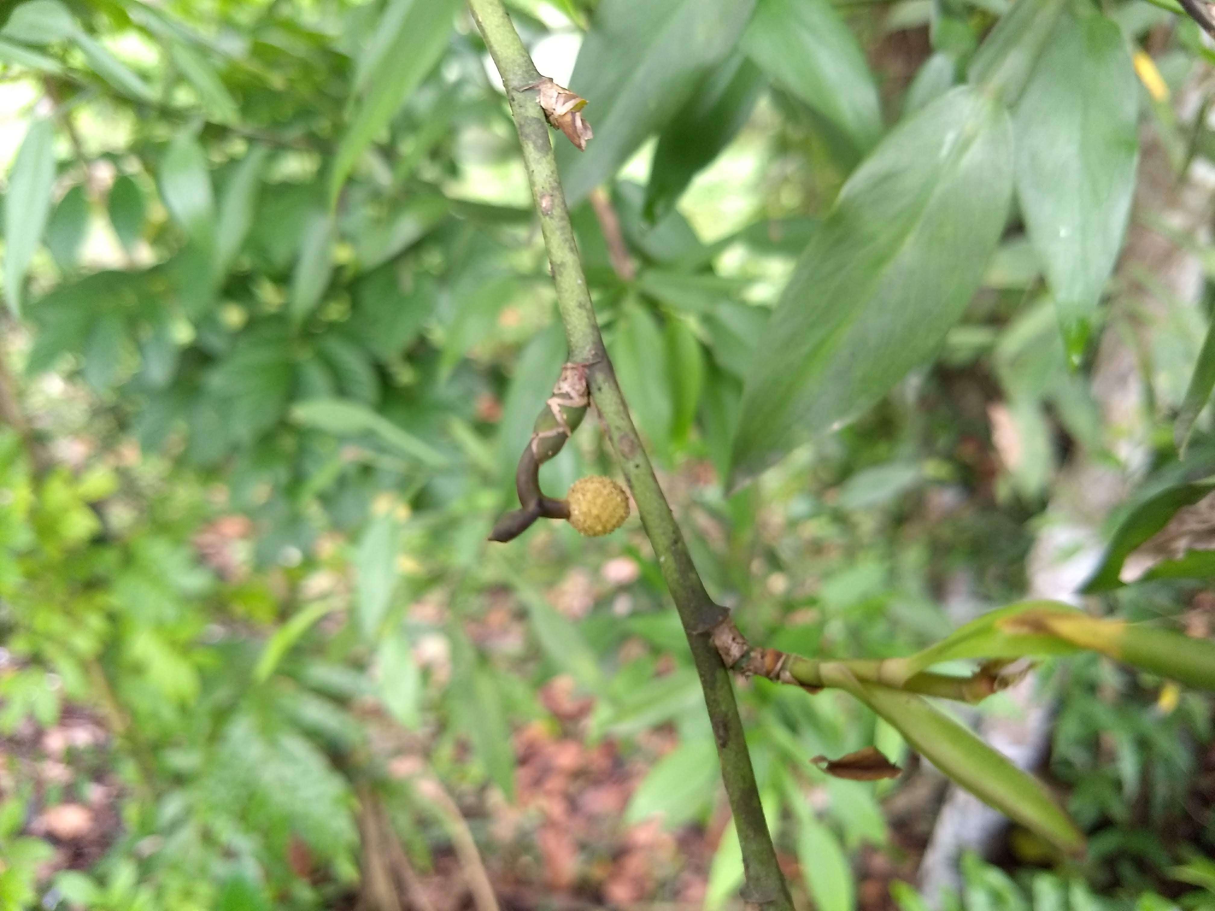 Image of Pothos scandens L.