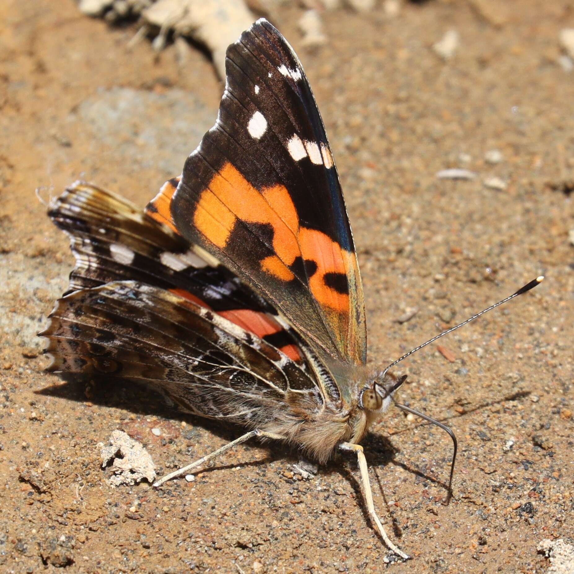 Image of Asian Admiral