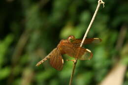 Image of Black Stream Glider