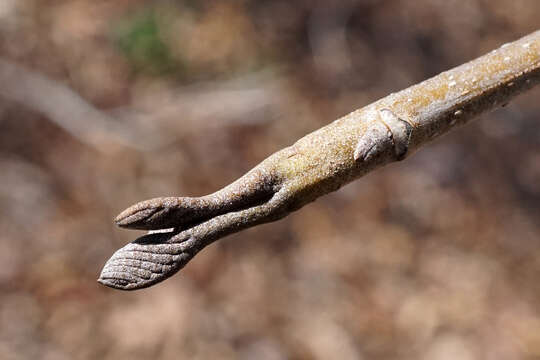 Image of Pterocarya hupehensis Skan