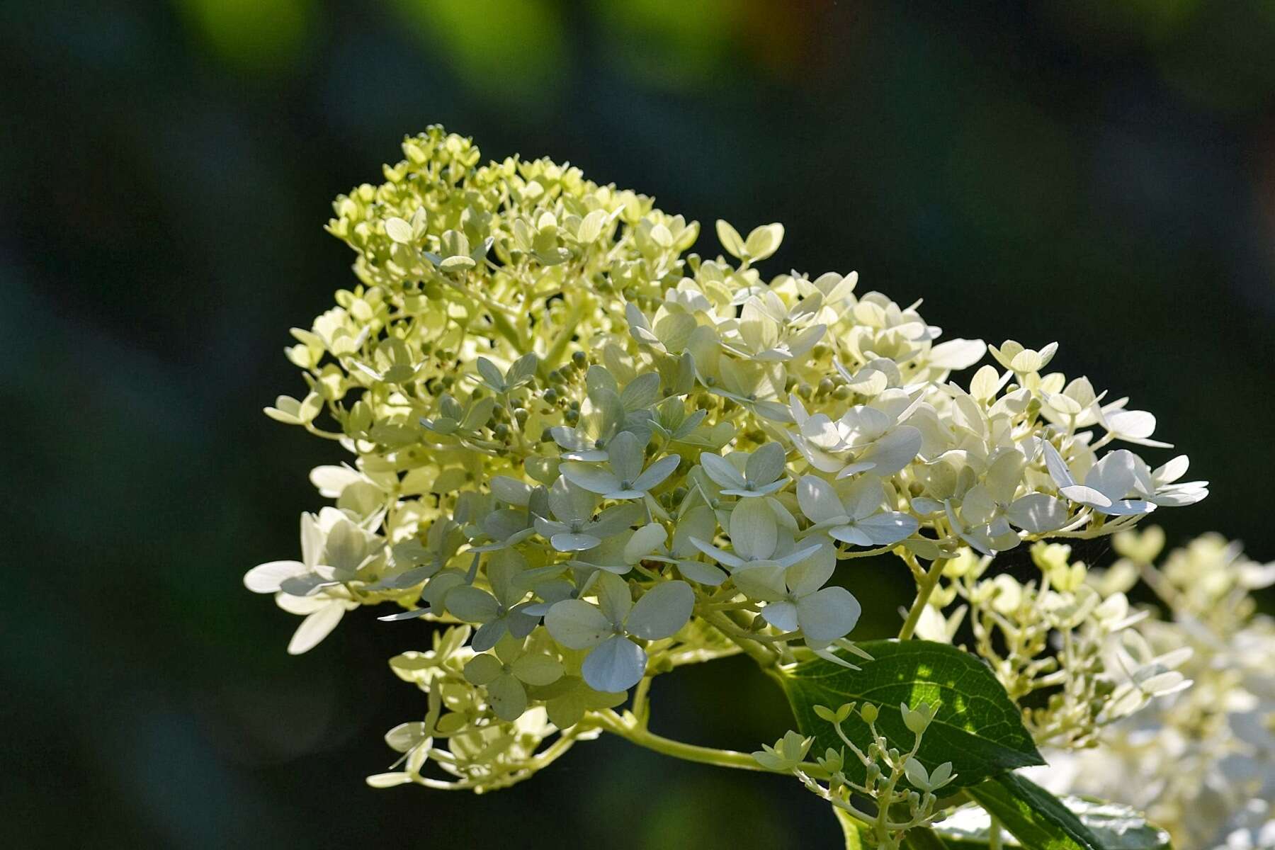 Image of panicled hydrangea