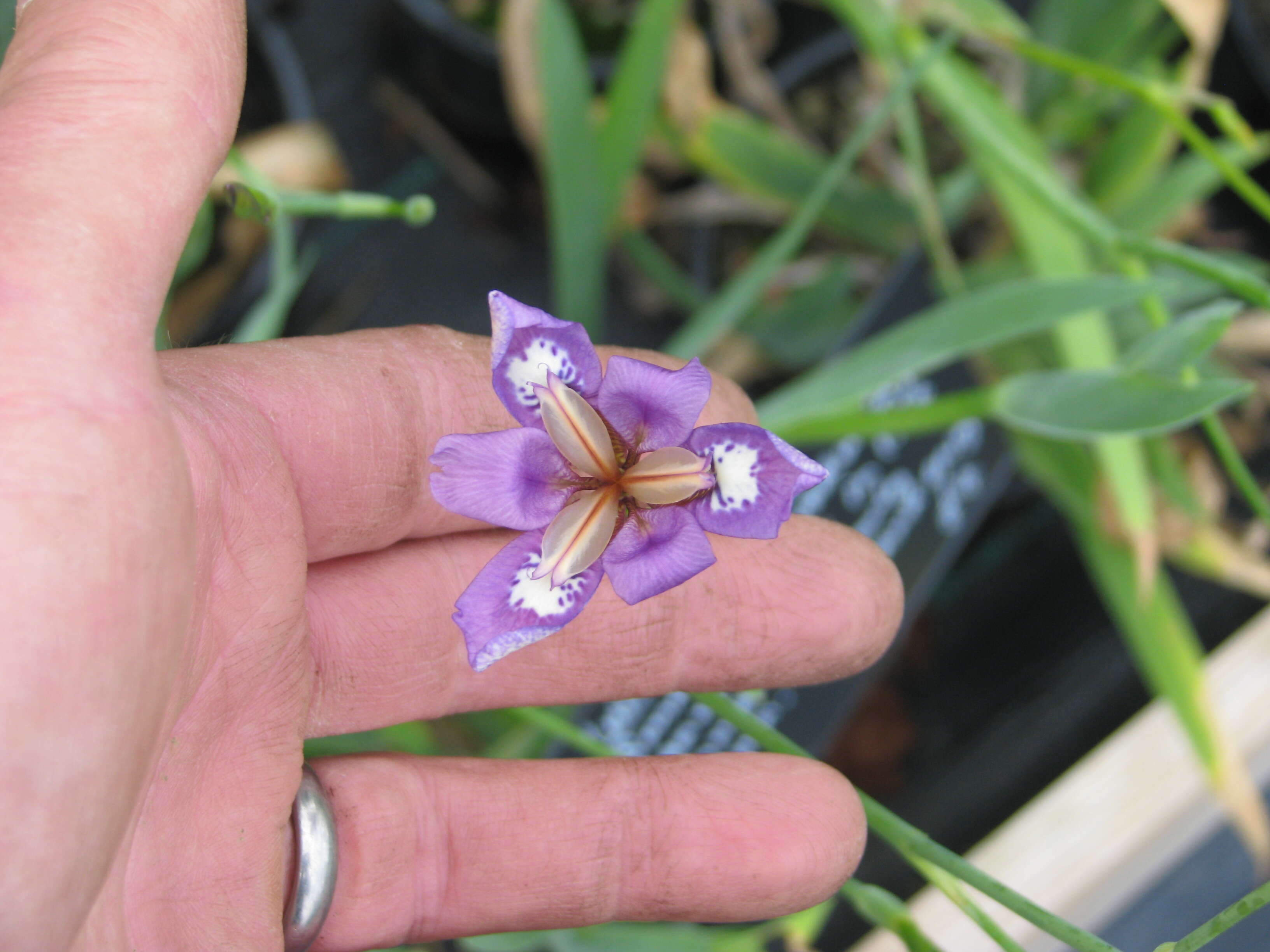 Image of Iris dichotoma Pall.